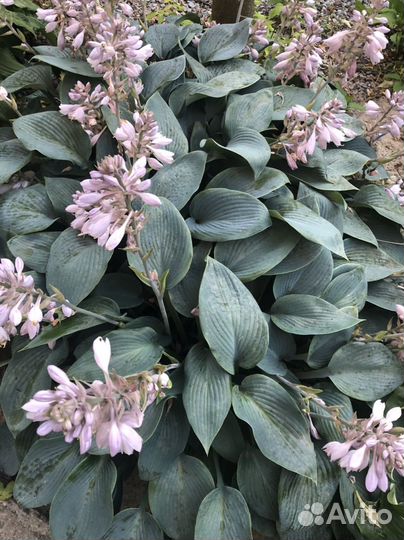 Многолетние садовые растения