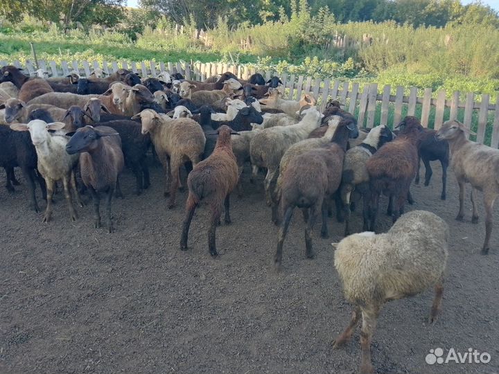 Овцы