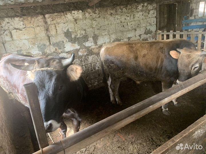 Бычок и тёлка