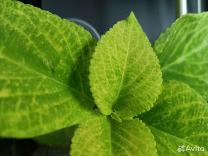 Колеусы из семян и вегетативные