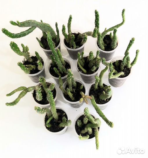 Кактус опунция. Комнатные растения