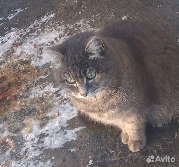 Кошечку в добрые руки