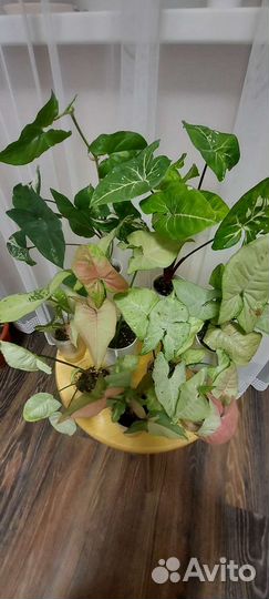 Сингониумы