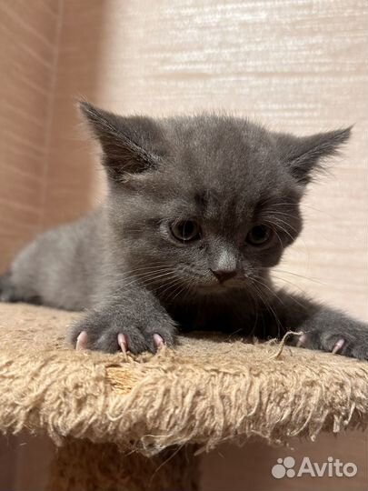 Шотландские котята