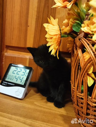 Котенок в добрые руки