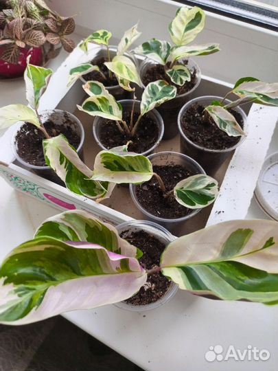 Калатея Вайт Фьюжн