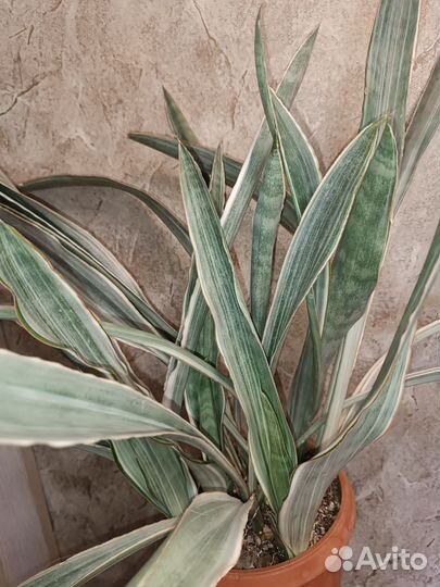 Сансевиерия металлика