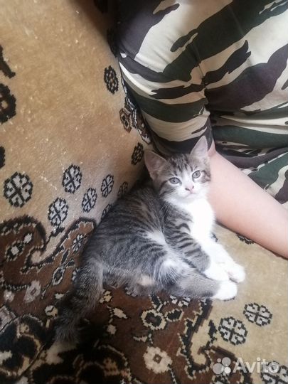 Отдам котенка в добрые руки