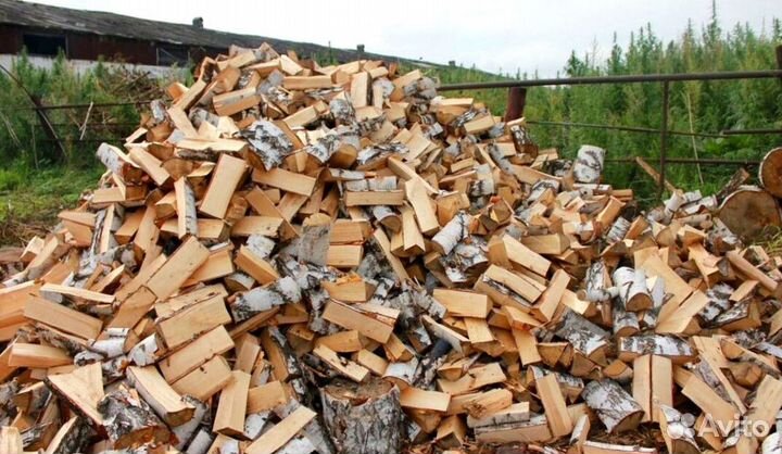 Береза на выбор