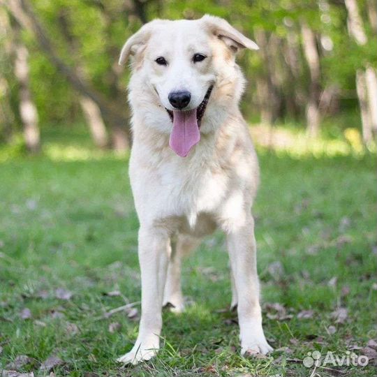 Собака в добрые руки