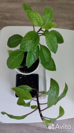 Джинура (листья Бога)