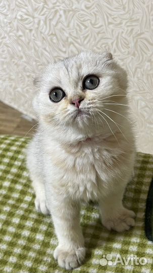 Шотландсие котята