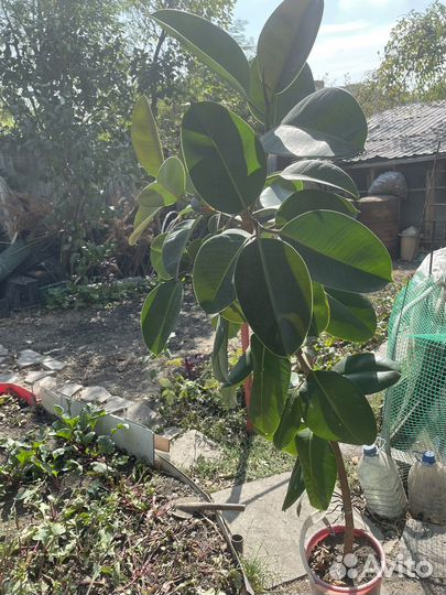 Цветы в офис