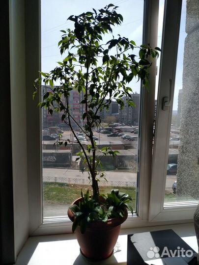 Фикус Бенджамина 85 см от земли