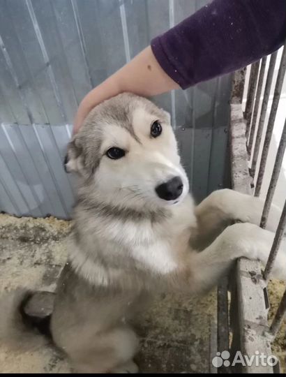 Собака в добрые руки отдам бесплатно