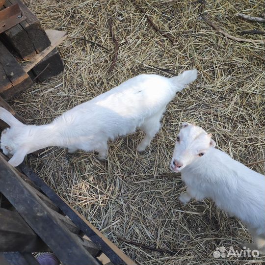 Продам козочек