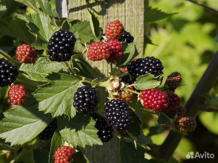 Саженцы ежевики