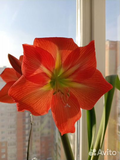 Гиппиаструм