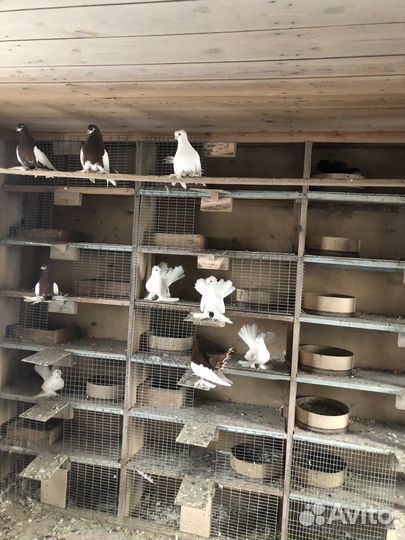 Продажа голубей