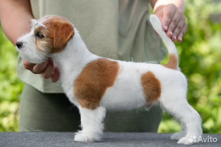 Джек Рассел Терьер мс Ягуар