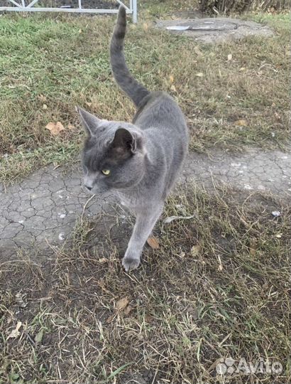 Русский голубой кот