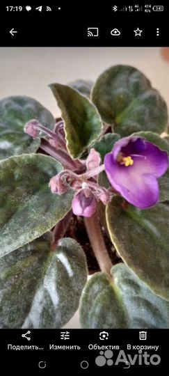 Цветущие фиалки