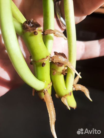 Филодендрон