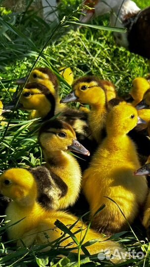 Индоутки мускусная утка