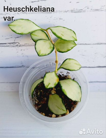 Хойи сортовые укорененные и на срез