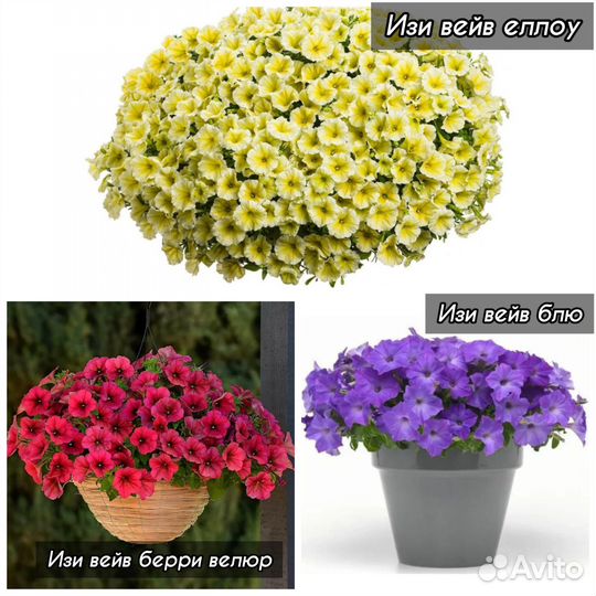 Саженцы петуний из семян