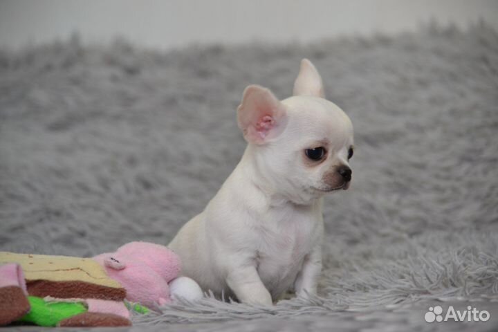 Чихуахуа мальчик