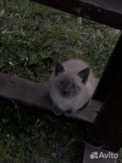 Сиамские котята