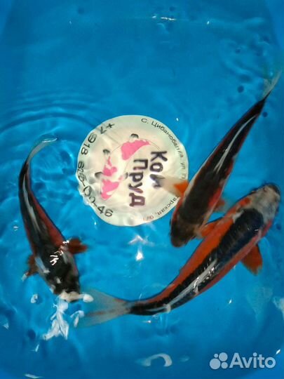 Карп Кои Премиум Ямабуки Кохаку Санке Хи утцури