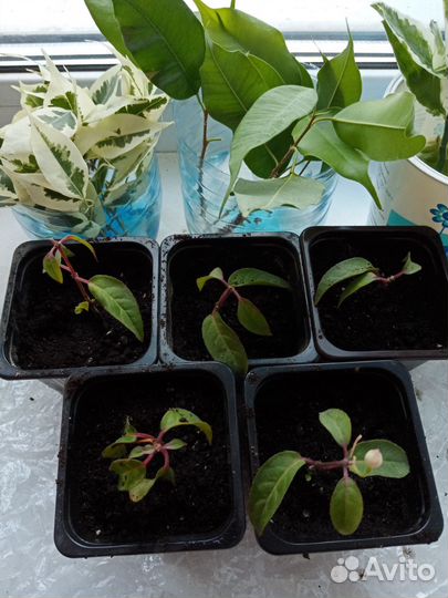 Фуксия черенок укорененный