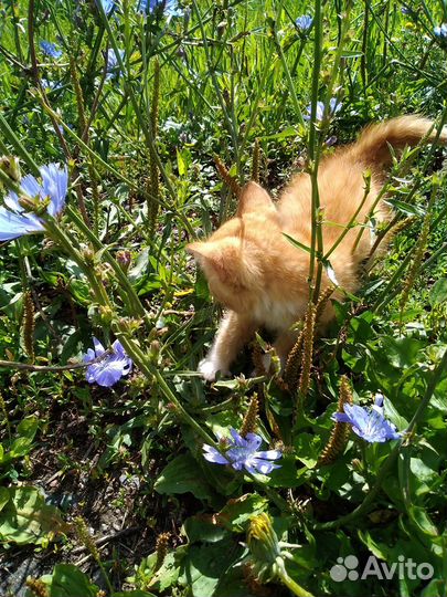 Отдам котят