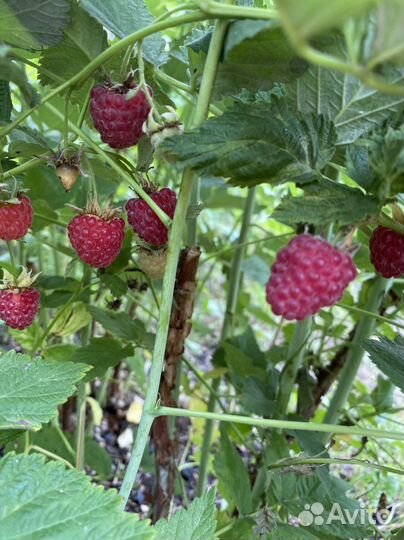 Саженцы Малины жёлтой, красной. Ежевика