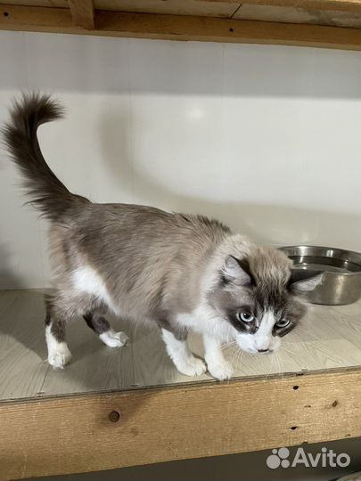 Голубоглазый кот из приюта