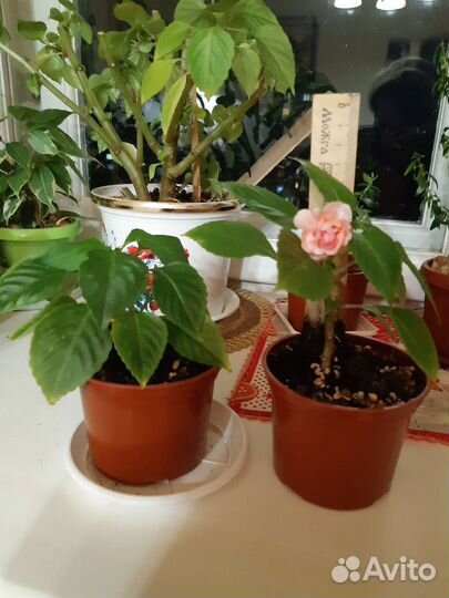 Бальзамин (Ванька мокрый)