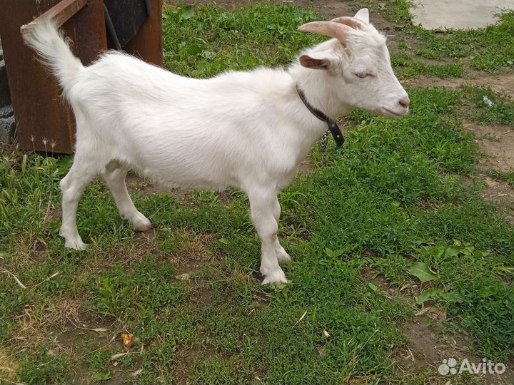 Коза дойная