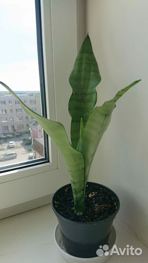 Сансевиерия муншайн