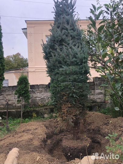 Голубые ели саженцы, крупномеры