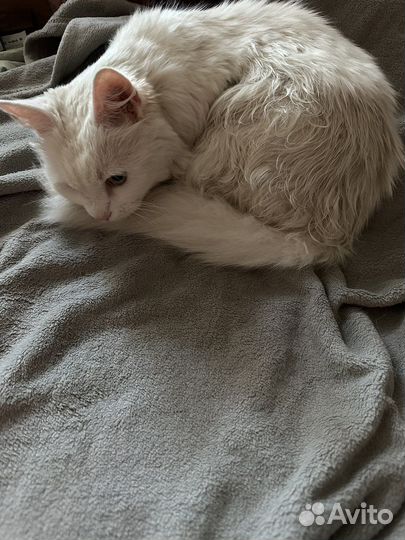 Кот в добрые руки