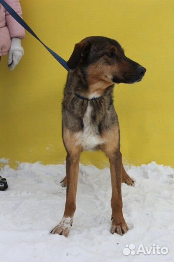 Собака в добрые руки с нрустными глазами. Август