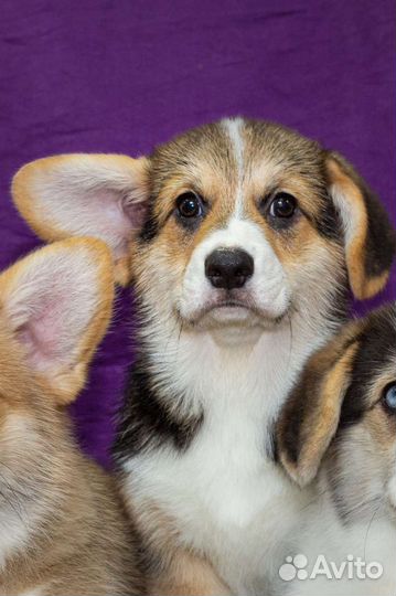 Вельш-корги пемброк