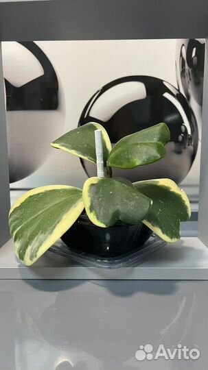 Хойечки разные