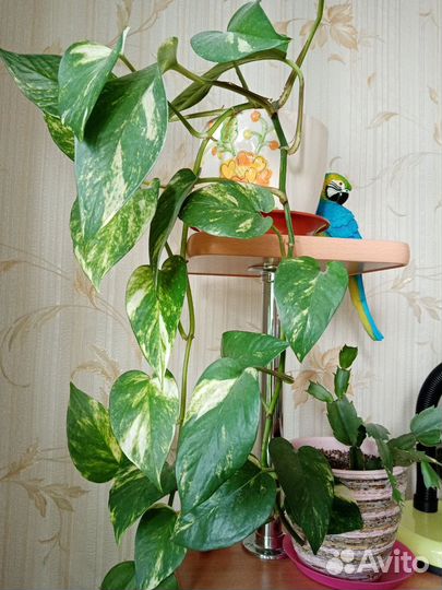 Сциндапсус