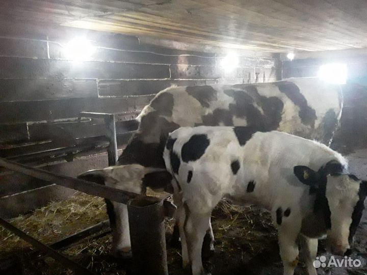 Корова с теленком