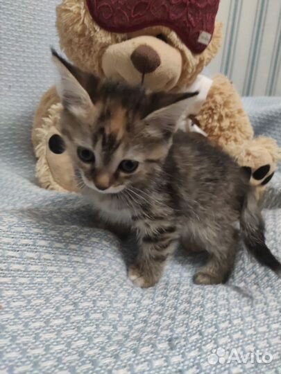 Кошечки 1,5 месяца. Доставка