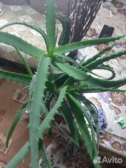 Алоэ лечебный