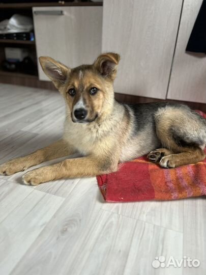 Щенок в добрые руки